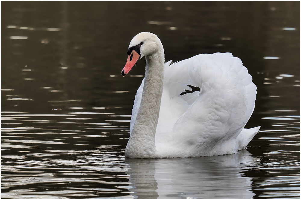 Höckerschwan