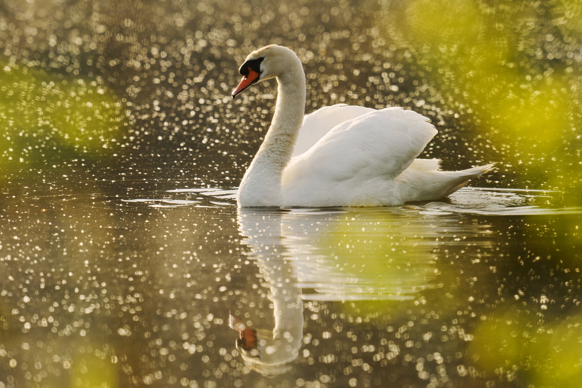 Höckerschwan 