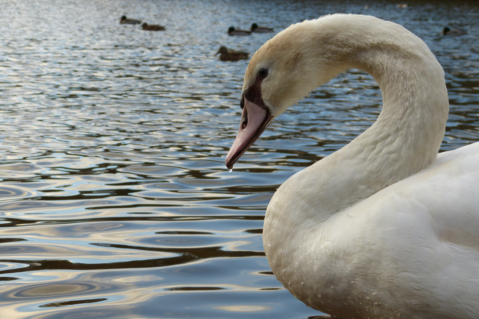 Höckerschwan