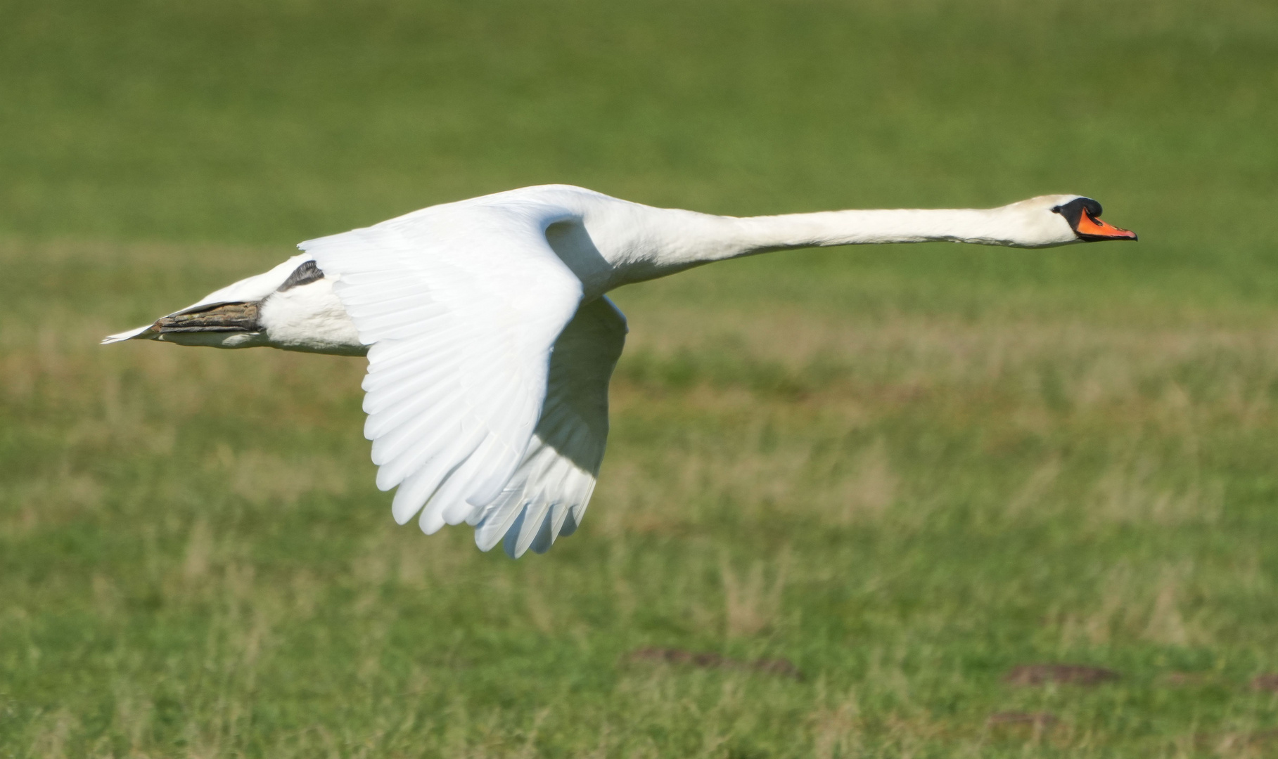 Höckerschwan.