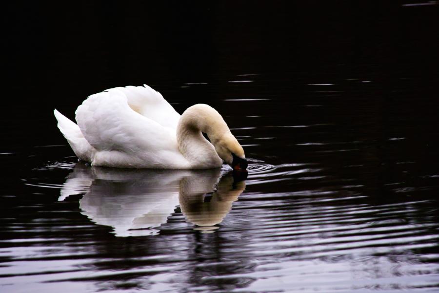 Höckerschwan