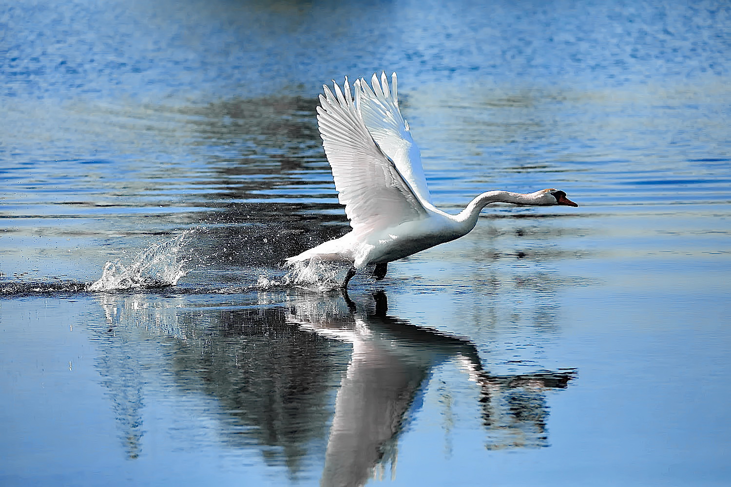 Höckerschwan