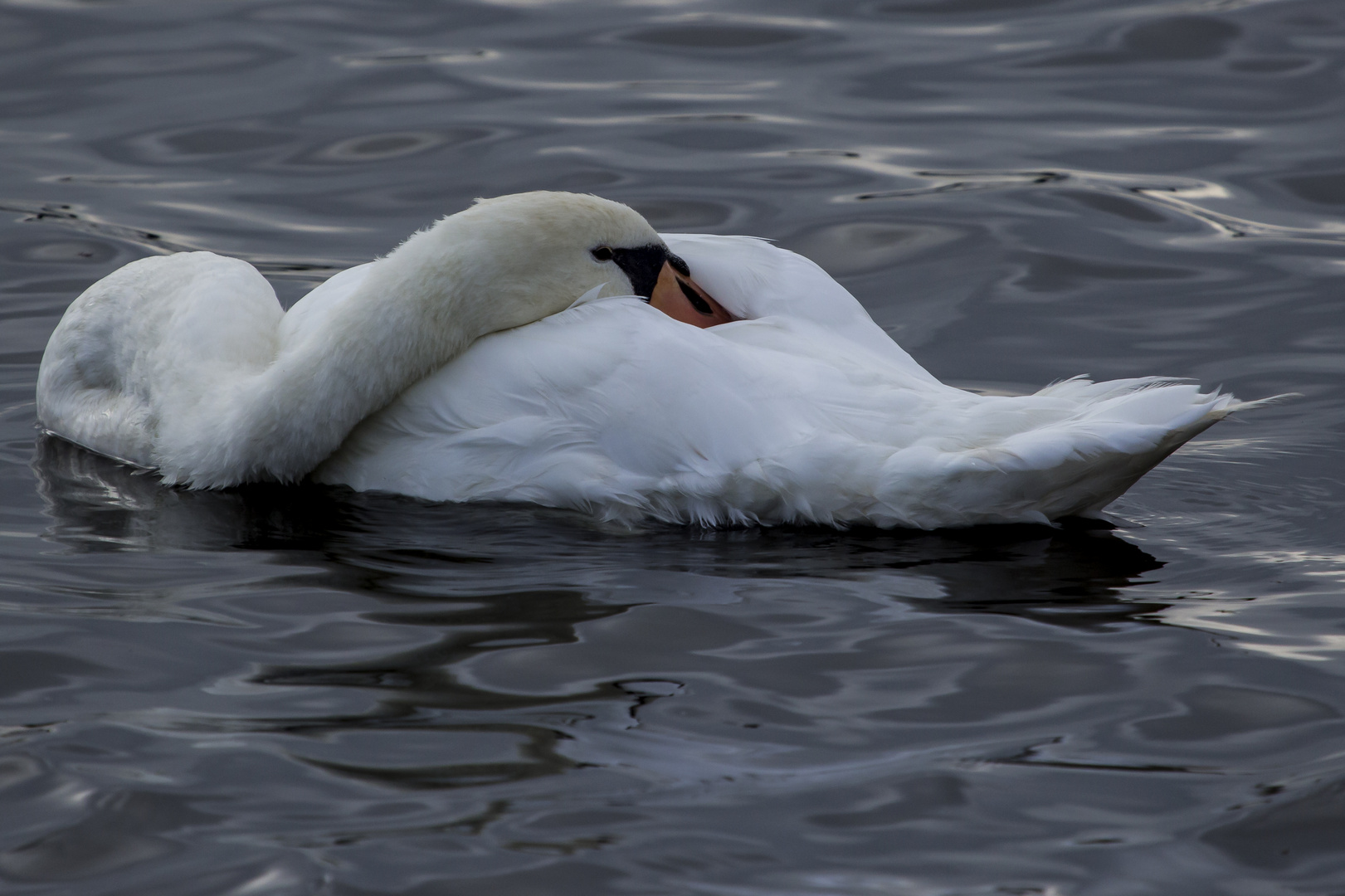 Höckerschwan