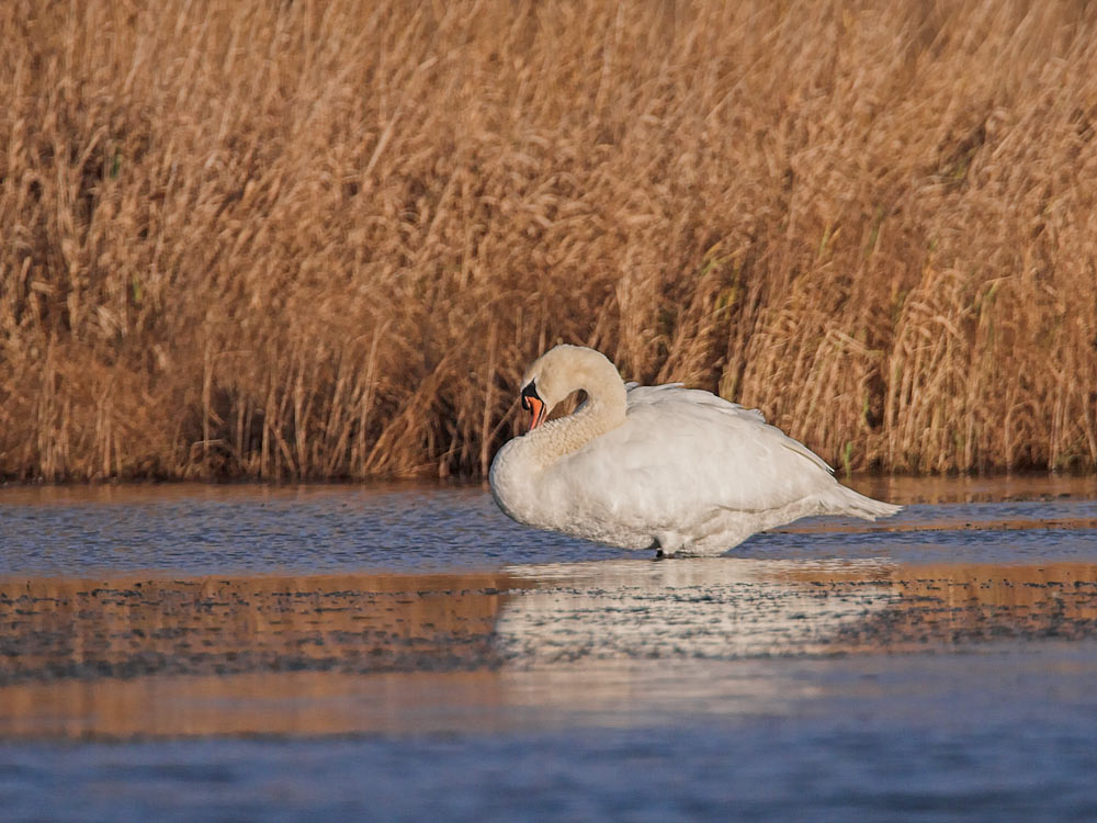 ~ Höckerschwan ~