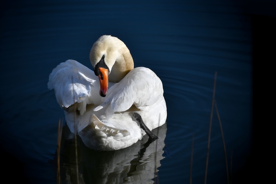 Höckerschwan