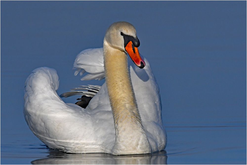 Höckerschwan