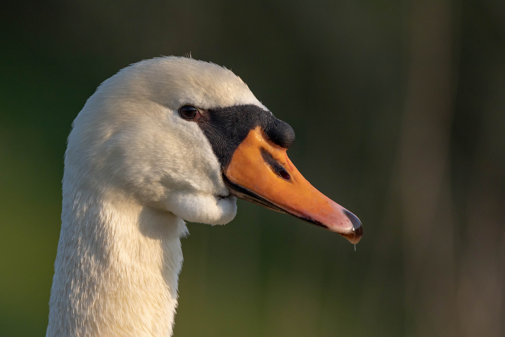 Höckerschwan