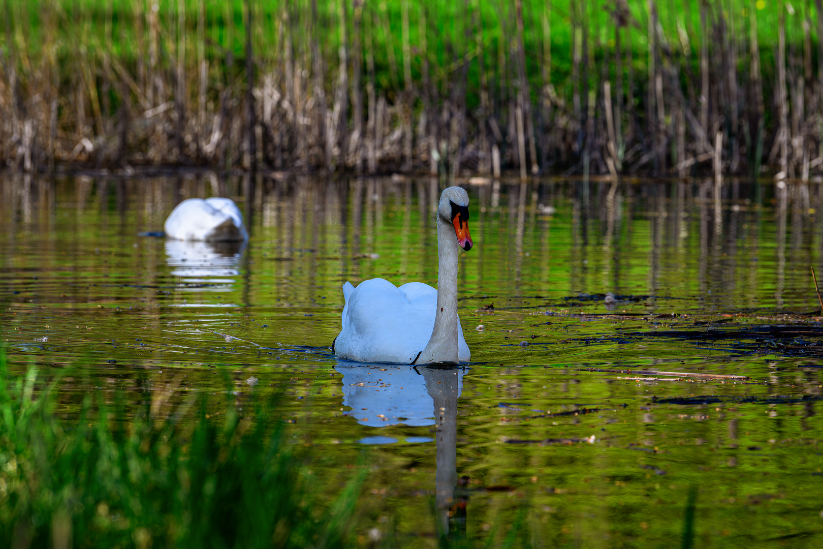 Höckerschwan