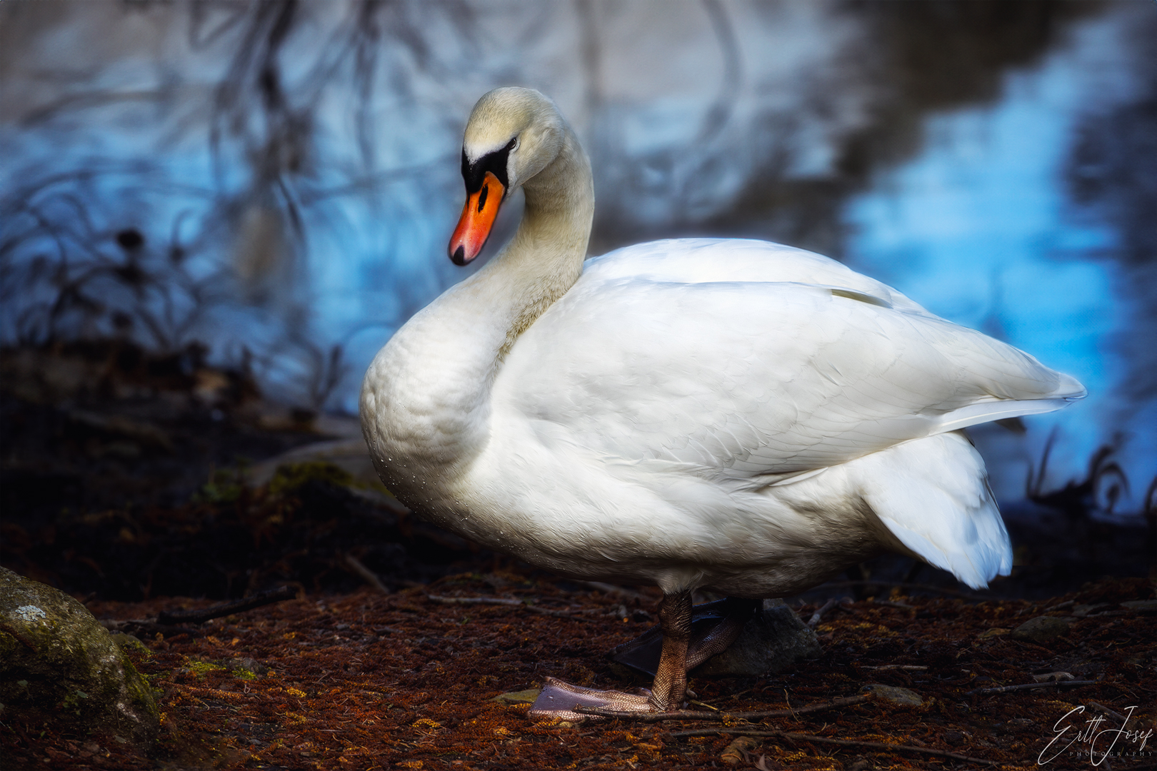 Höckerschwan