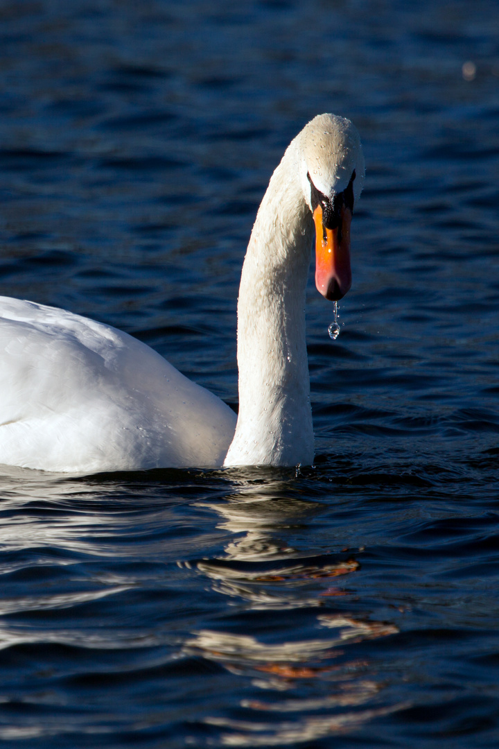 Höckerschwan 