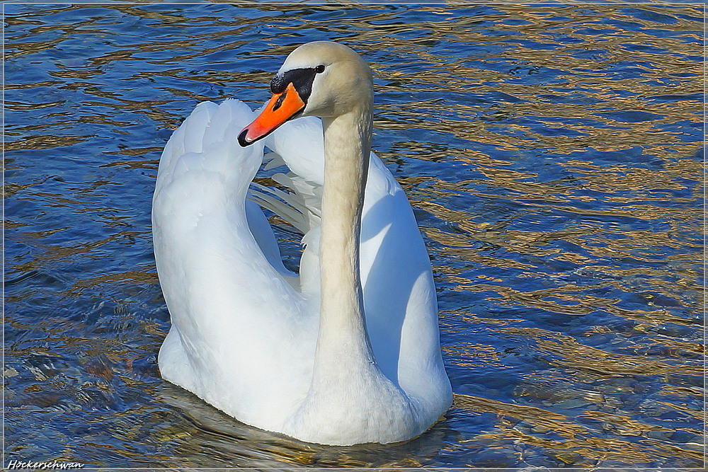 Höckerschwan....