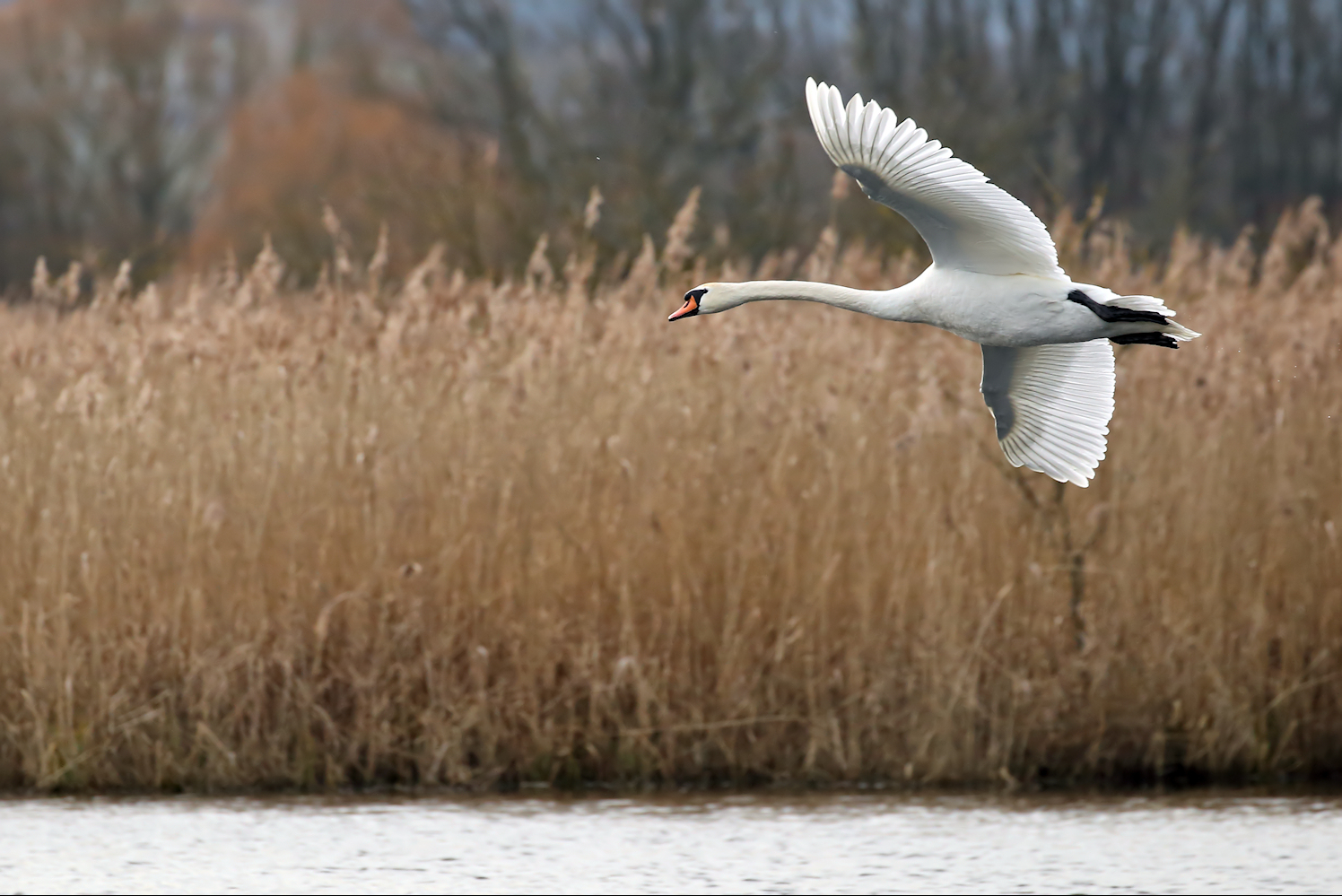 Höckerschwan