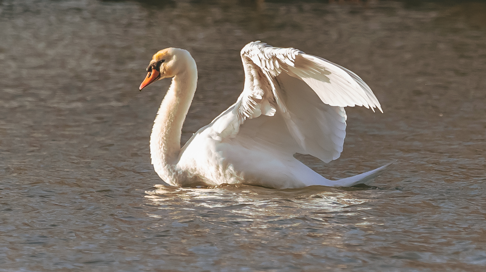 Höckerschwan