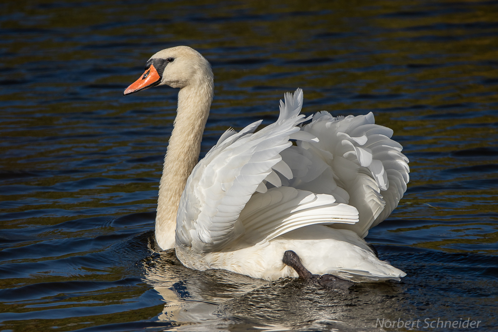 Höckerschwan