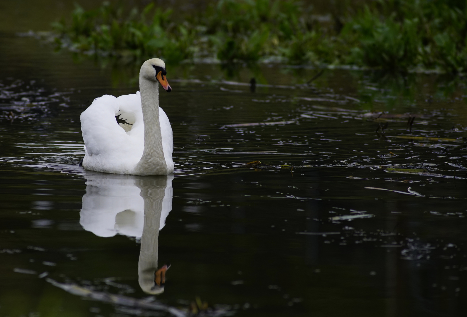 Höckerschwan.