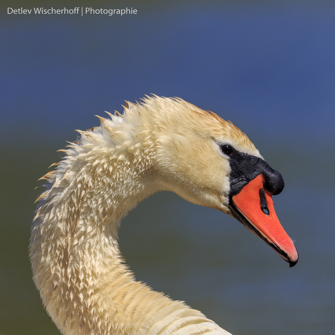 Höckerschwan