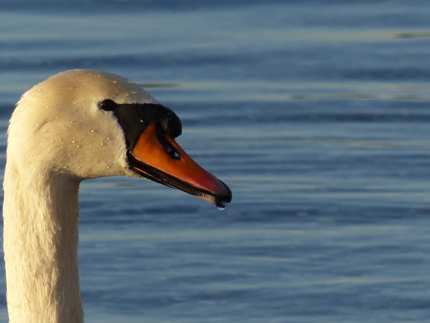 HöckerSchwan