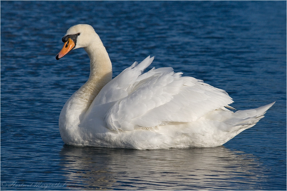 Höckerschwan