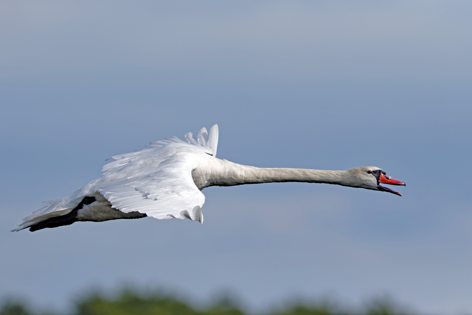 Höckerschwan