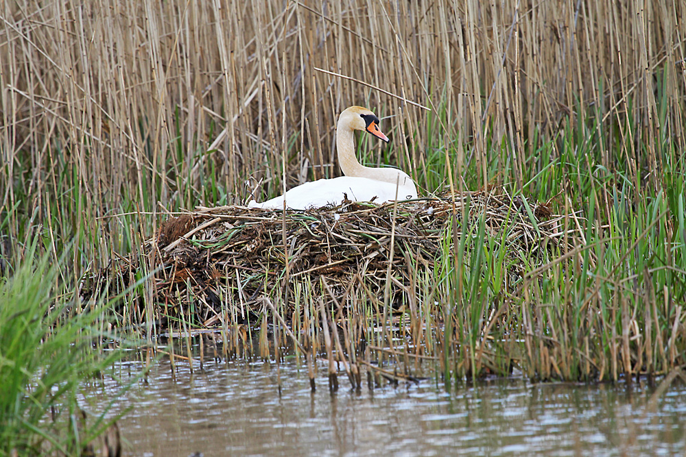 HÖCKERSCHWAN