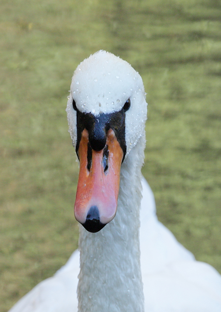 Höckerschwan