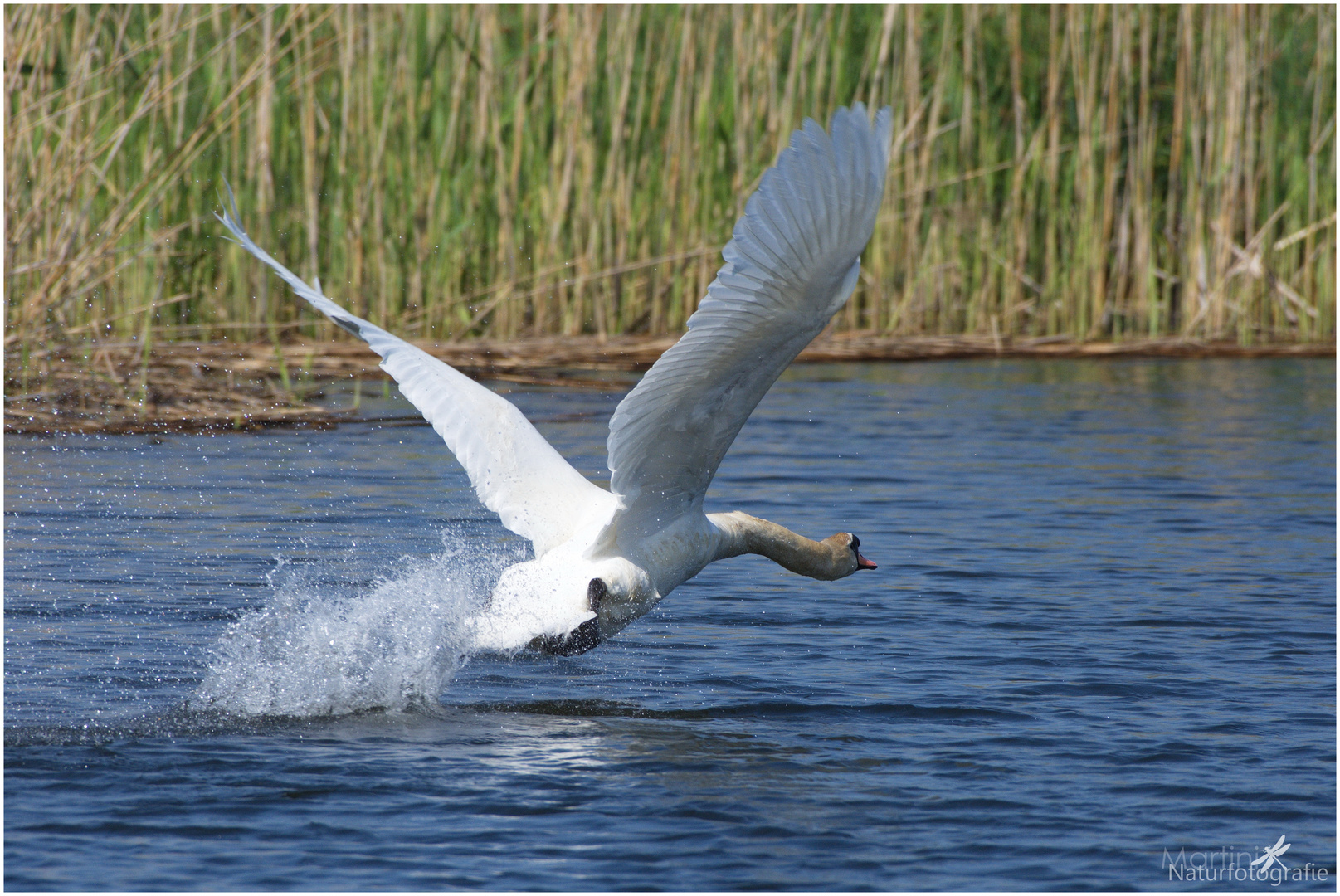 Höckerschwan