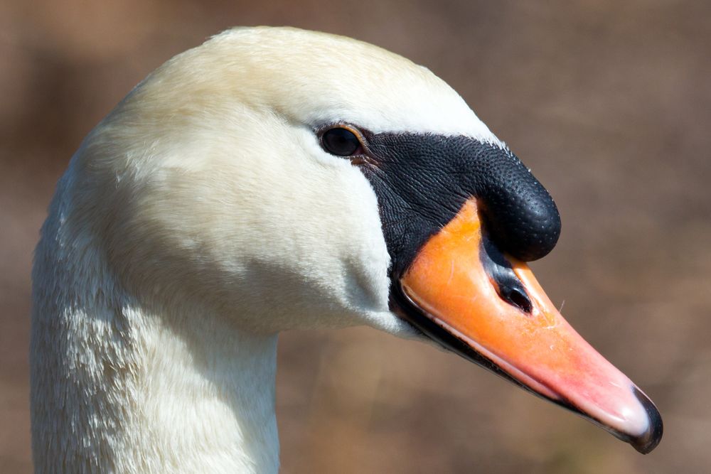 Höckerschwan