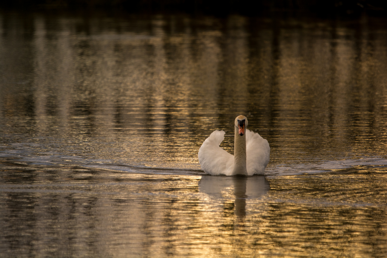 Höckerschwan