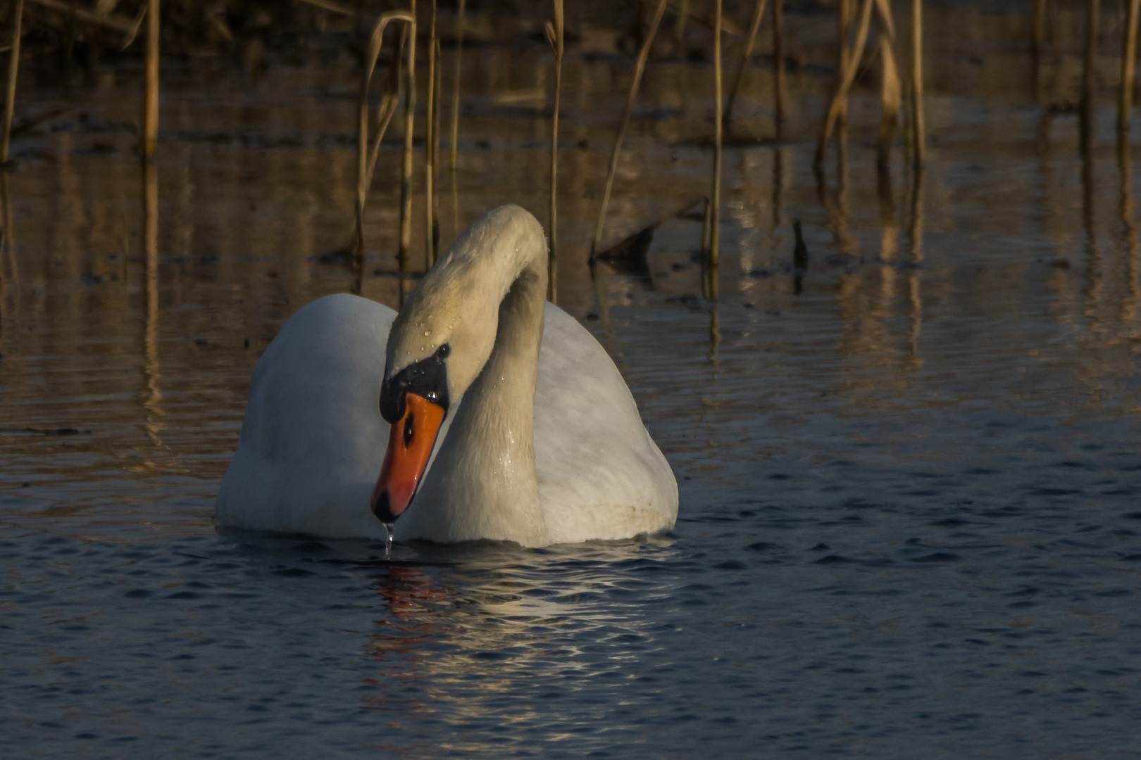 Höckerschwan 