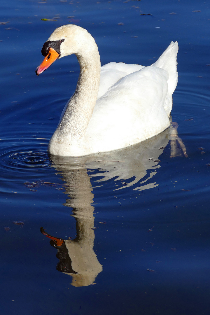 Höckerschwan