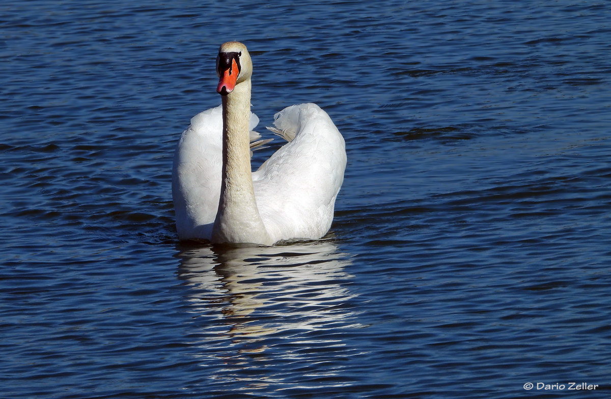 Höckerschwan