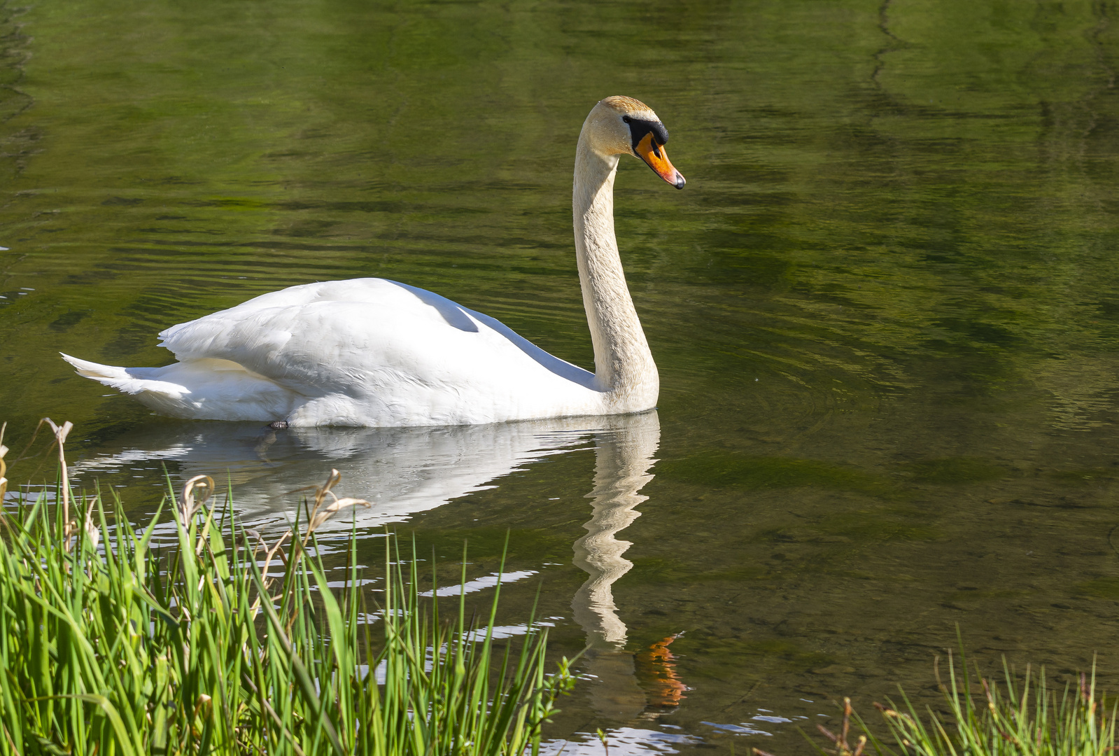 Höckerschwan