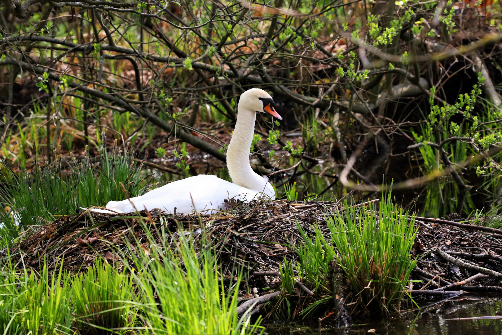 Höckerschwan