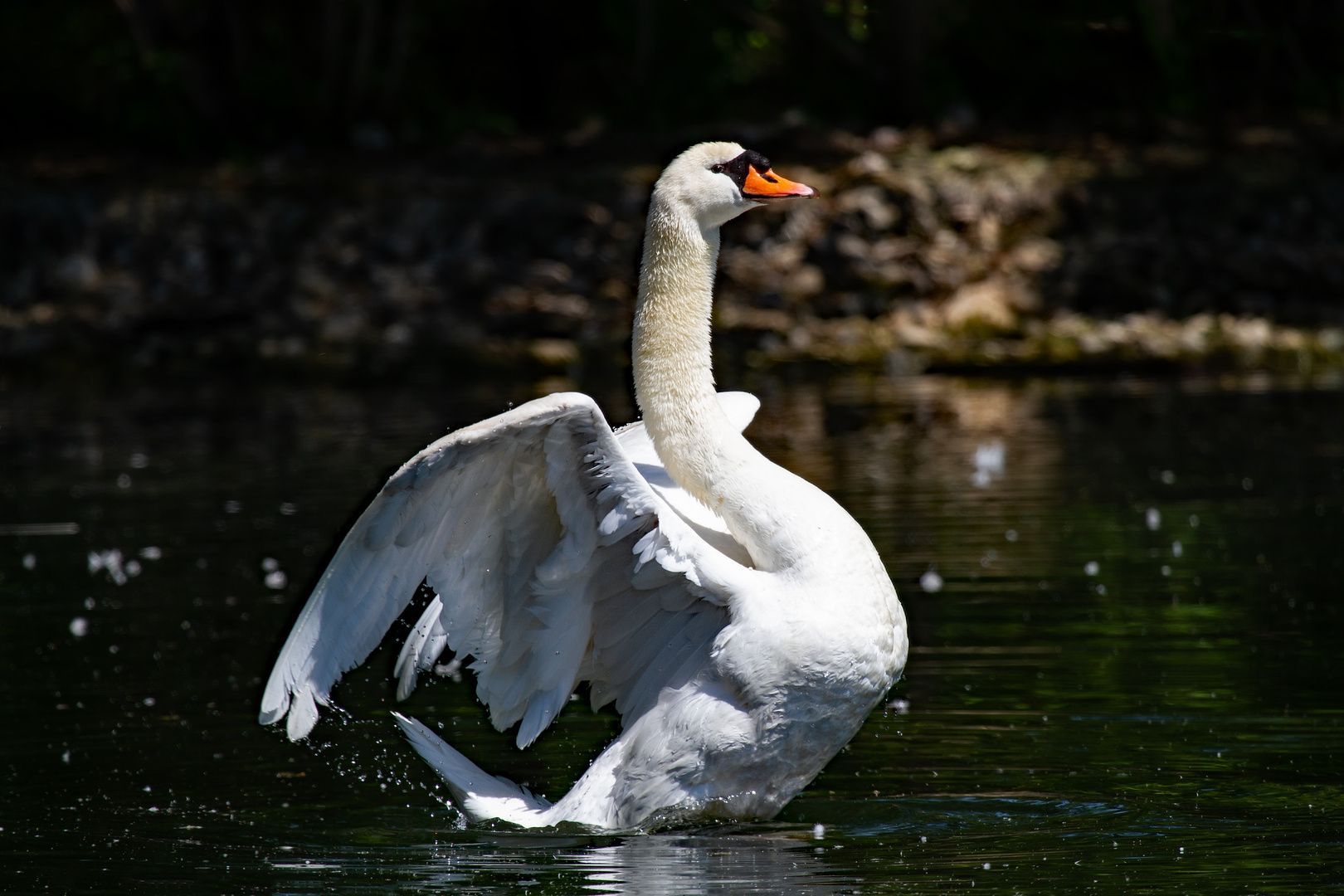 Höckerschwan