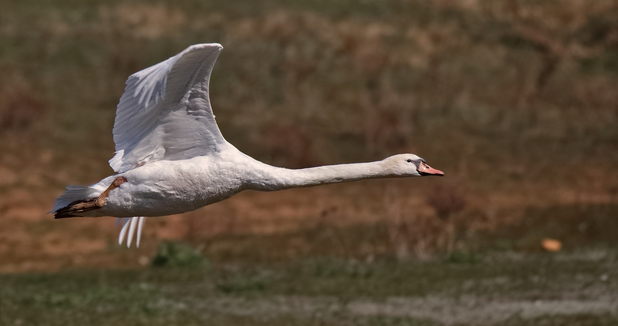 Höckerschwan