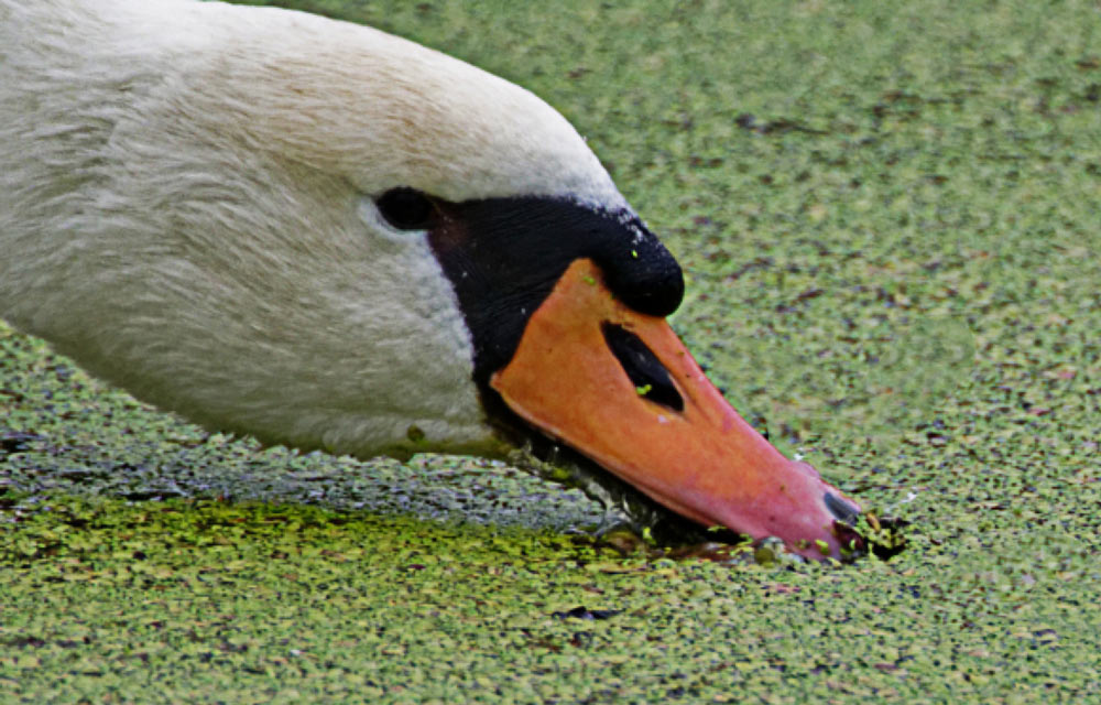 Höckerschwan