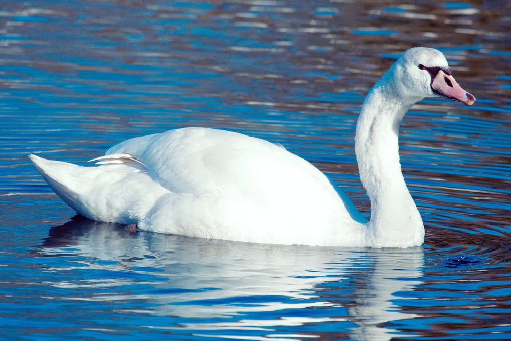 Höckerschwan