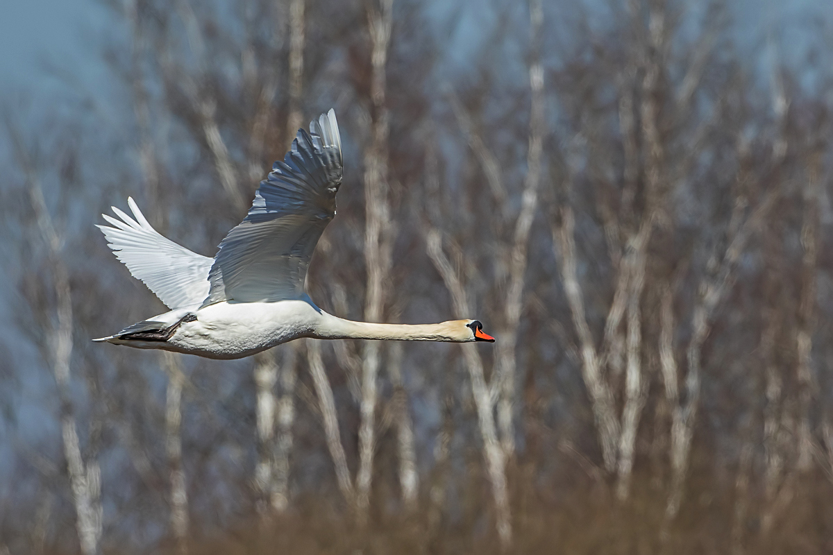 Höckerschwan