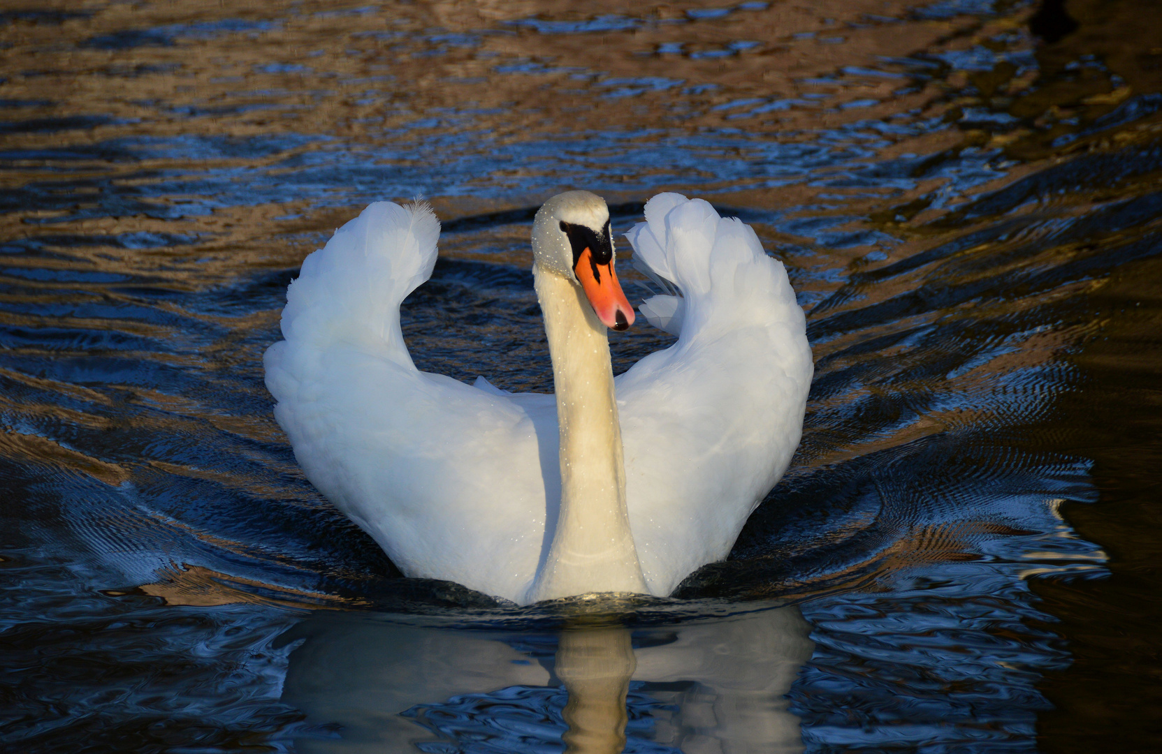 Höckerschwan