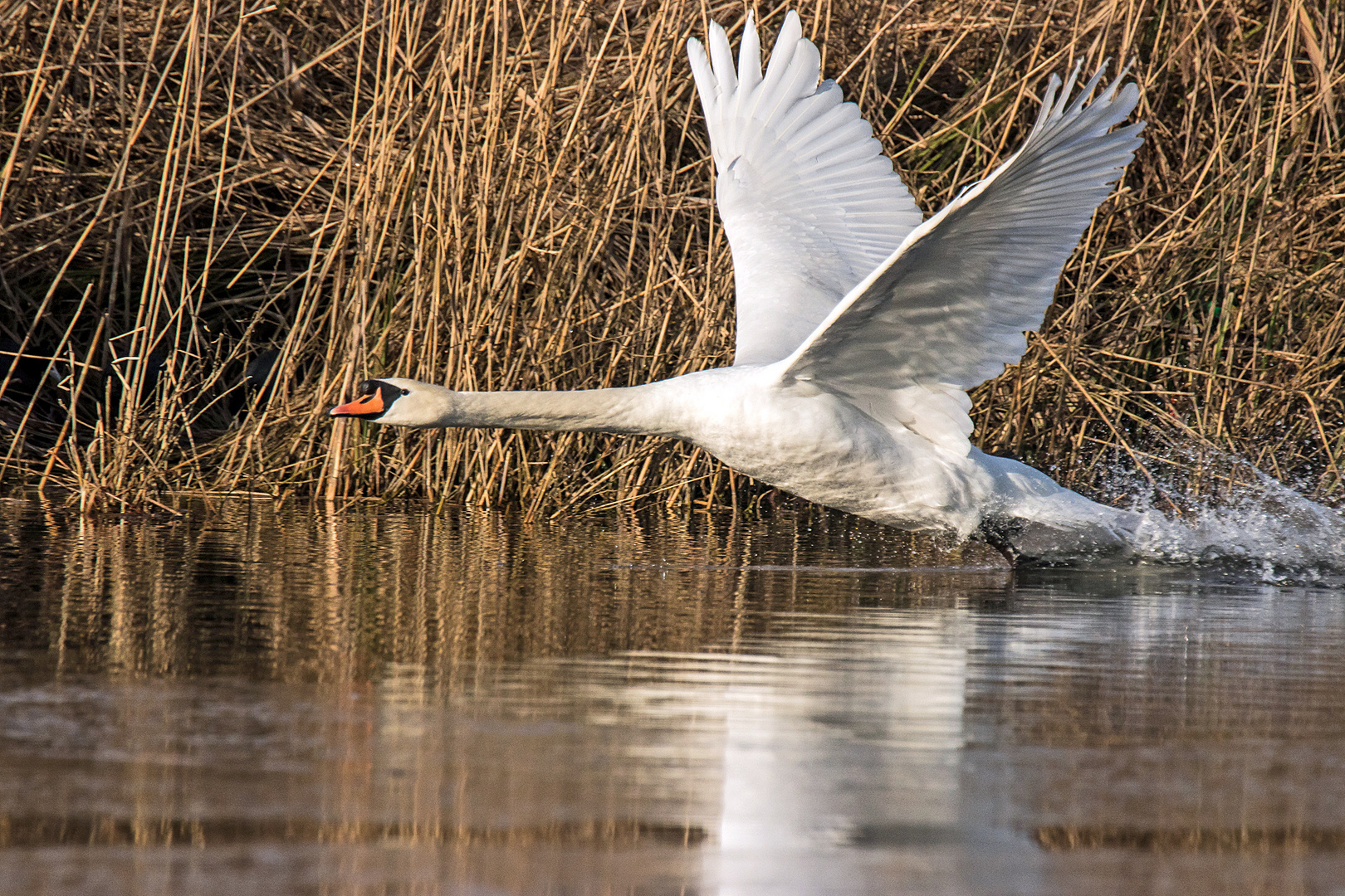 Höckerschwan