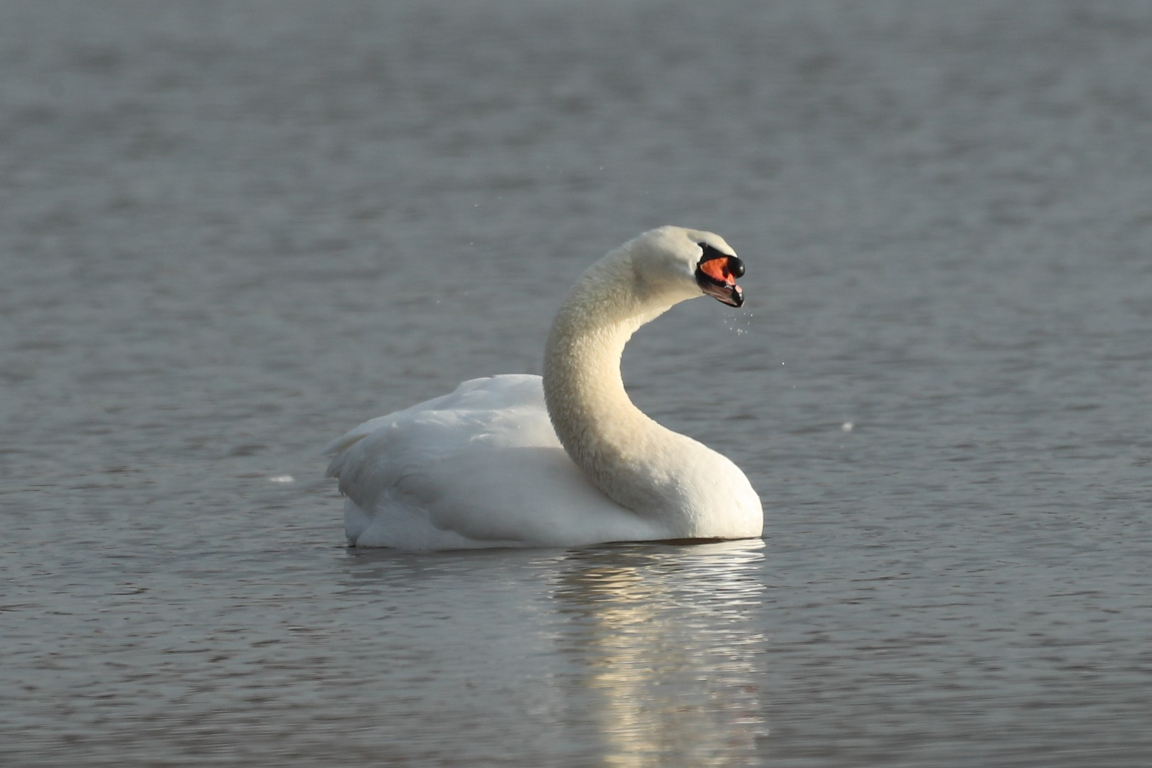 Höckerschwan