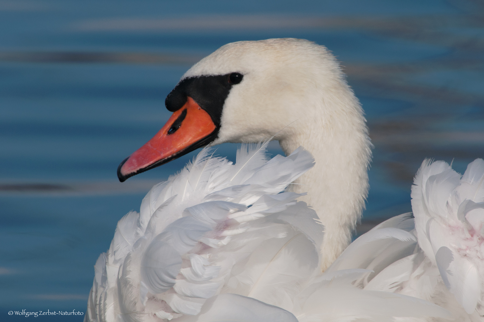    - HÖCKERSCHWAN -