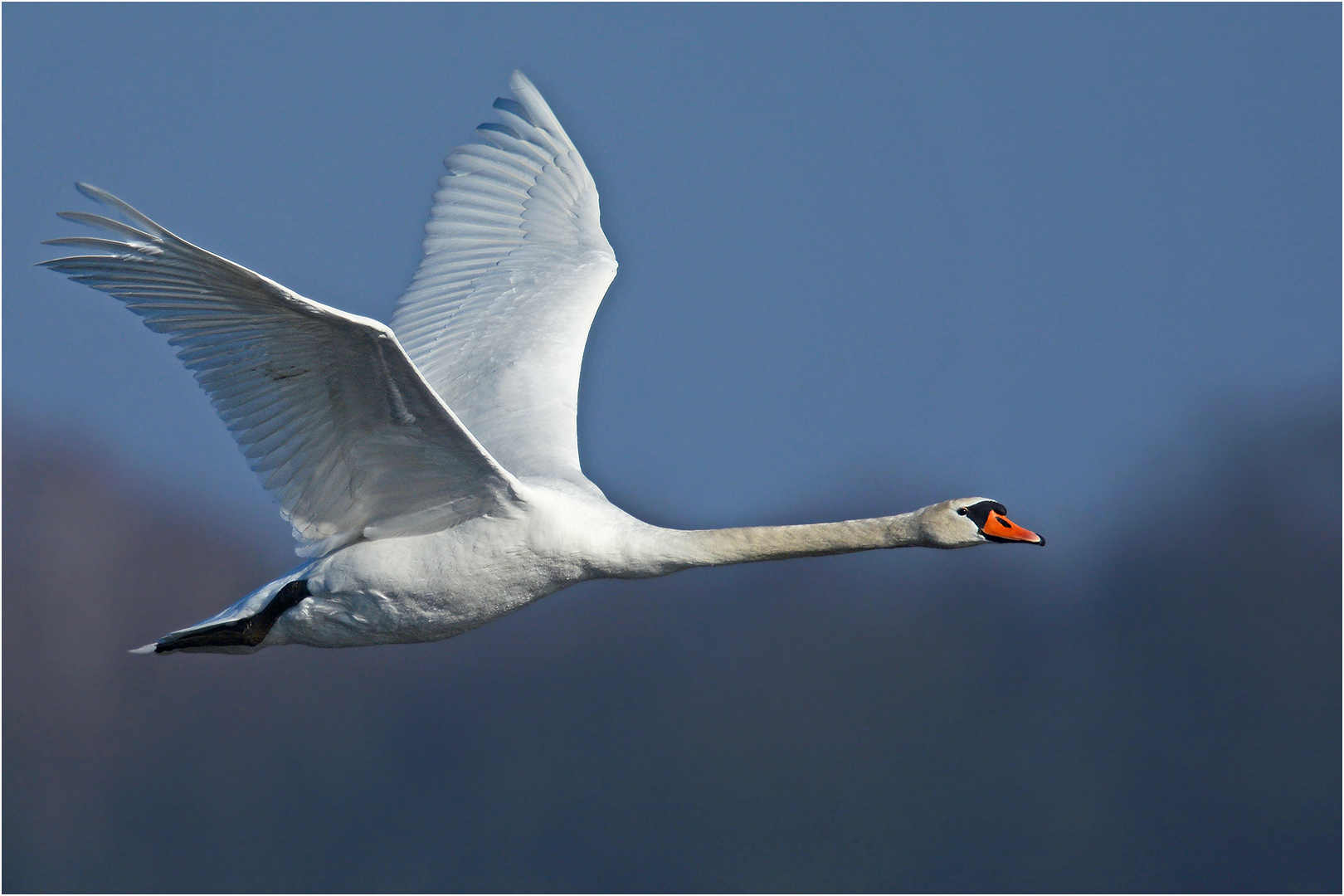 Höckerschwan