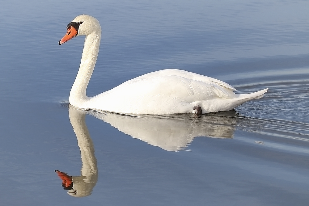 Höckerschwan