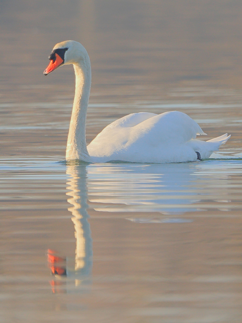 Höckerschwan