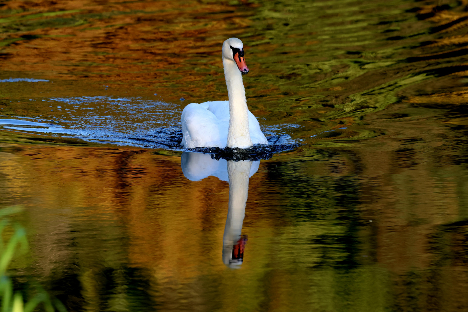 Höckerschwan