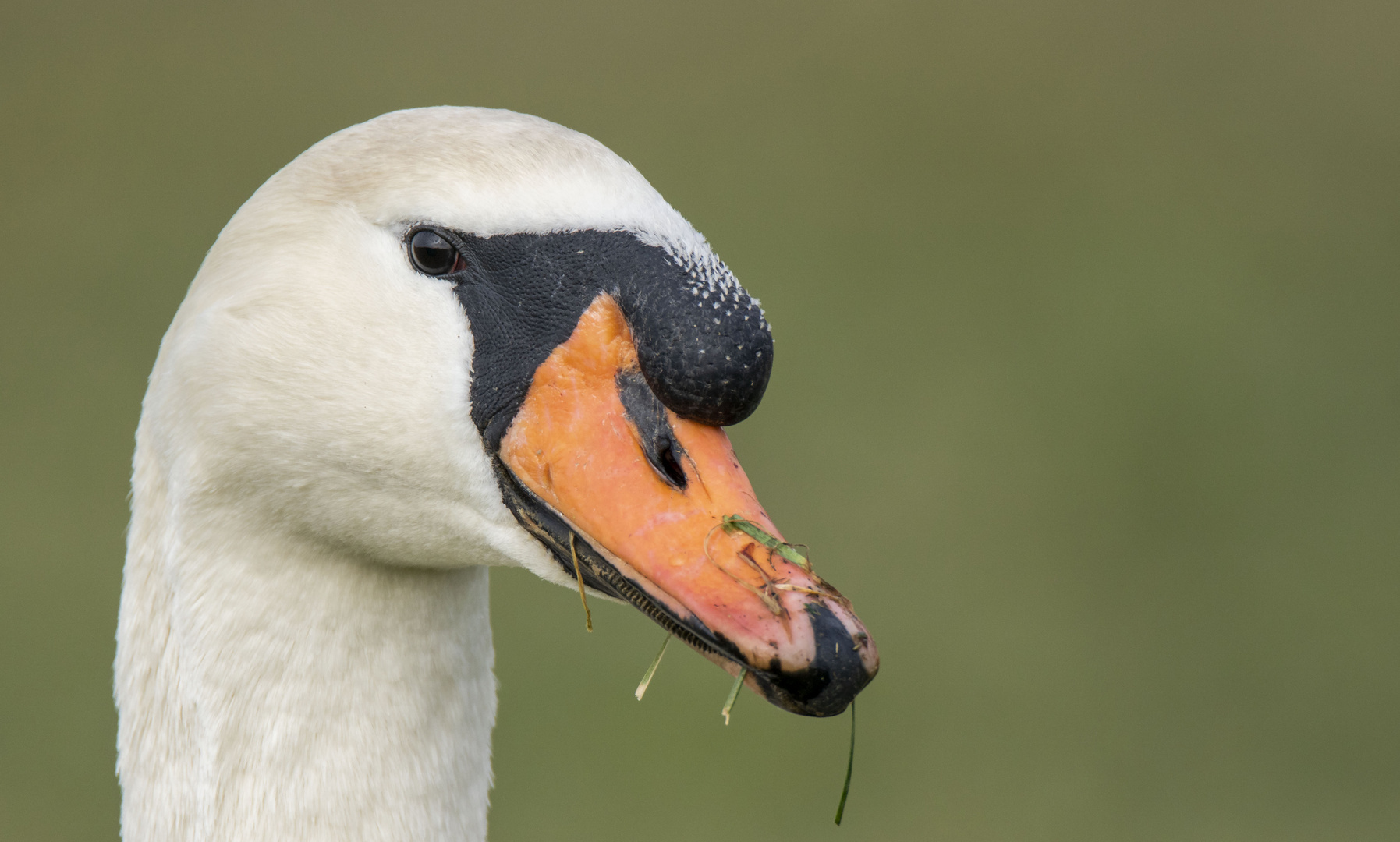 Höckerschwan