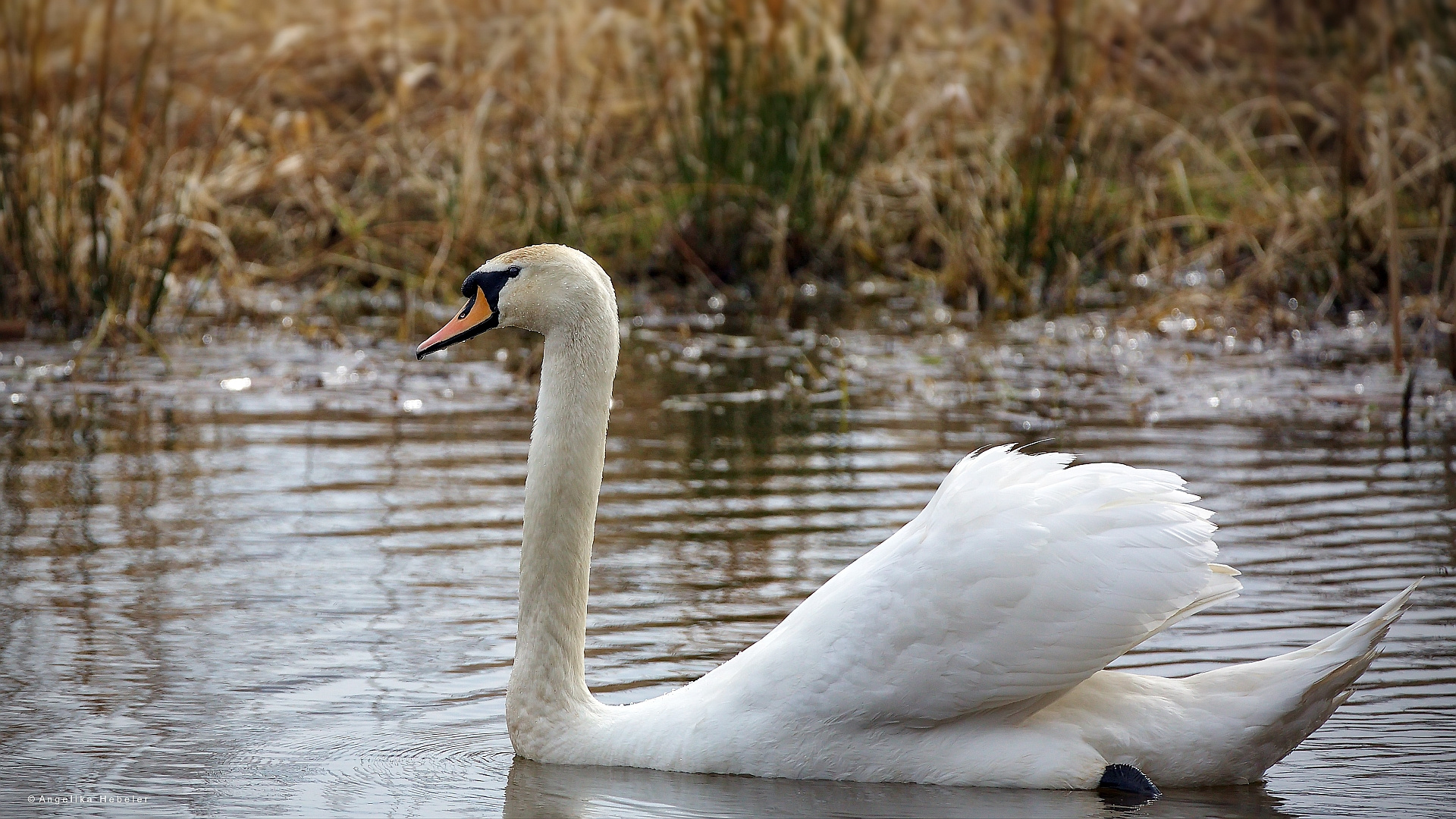 Höckerschwan