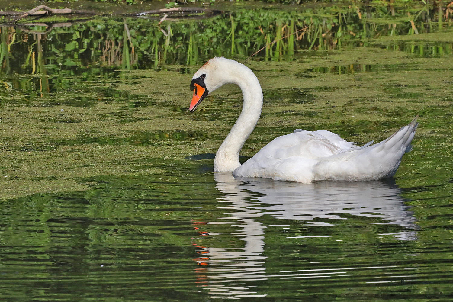 Höckerschwan