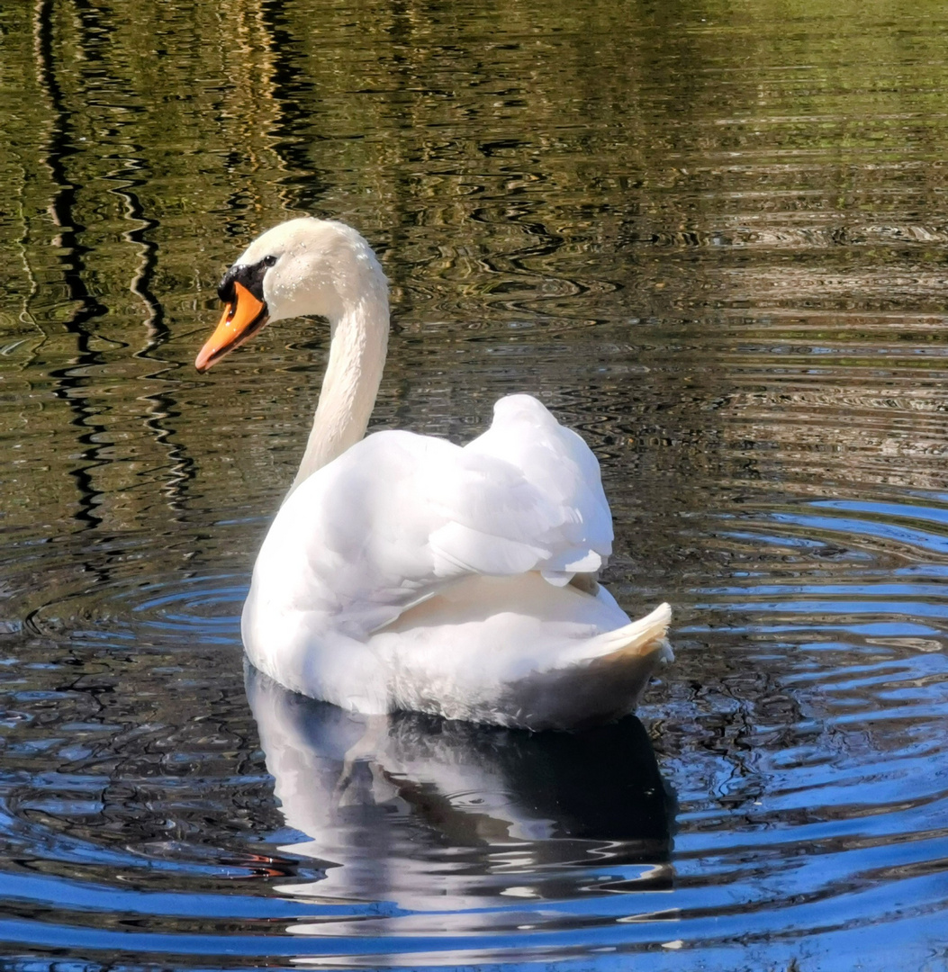 Höckerschwan